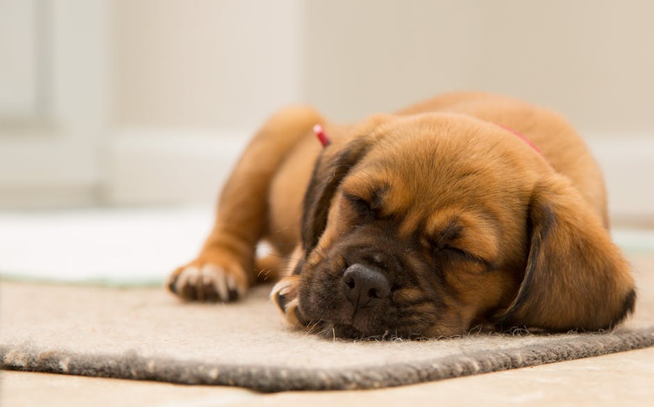 A close-up of a small, sleeping puppy with brown fur and darker markings on its face and ears, lying on a textured grey mat in a well-lit room. The puppy's eyes are closed, and it appears relaxed, with its head resting gently on the mat. The background features a white wall and a glimpse of a window, suggesting a clean and tidy domestic environment. The scene emphasizes cleanliness and comfort, reflecting professional domestic cleaning services offered by Cleaners SW15, which include surface cleaning and sanitisation to maintain hygienic living spaces in Putney flats.