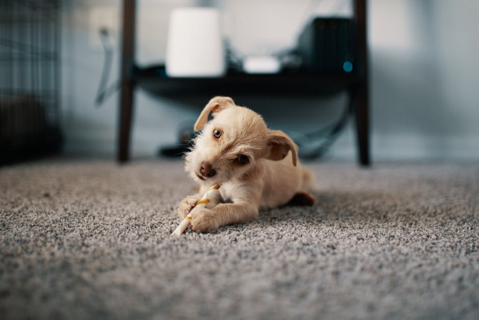 A small, light-colored puppy with floppy ears is lying on a textured grey carpet in a home setting, chewing on a white toy rope. The carpet appears clean and well-maintained, with no visible dust or stains. In the background, there is a piece of modern furniture with dark wooden legs and a black surface, as well as a few electronic devices and storage units, suggesting an organized living space. The room is well-lit, likely from natural light, highlighting the cleanliness of the area. This image demonstrates domestic surface cleaning and the importance of maintaining a hygienic environment in pet-friendly homes, as part of service offerings by Cleaners SW15 for pet odour solutions and deep cleaning in Putney flats.